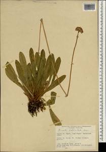 Primula auriculata Lam., South Asia, South Asia (Asia outside ex-Soviet states and Mongolia) (ASIA) (Turkey)
