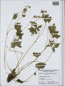 Geranium albiflorum Ledeb., Siberia, Central Siberia (S3) (Russia)