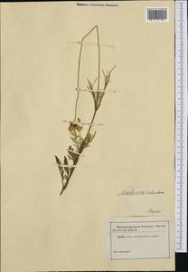 Scabiosa columbaria L., Western Europe (EUR) (United Kingdom)
