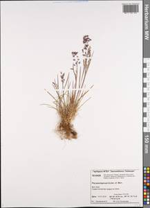 Poa paucispicula Scribn. & Merr., Siberia, Central Siberia (S3) (Russia)