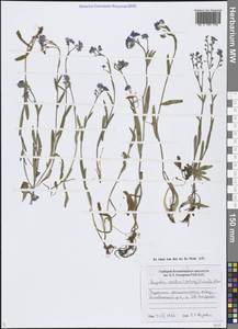 Myosotis asiatica (Vestergr. ex Hultén) Schischk. & Serg., Siberia, Chukotka & Kamchatka (S7) (Russia)