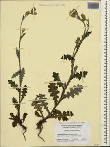Carduus pycnocephalus subsp. cinereus (M. Bieb.) Davis, Crimea (KRYM) (Russia)