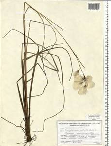 Eriophorum angustifolium Honck., Eastern Europe, Belarus (E3a) (Belarus)