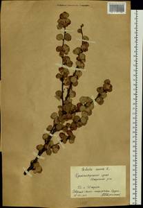Betula glandulosa Michx., Siberia, Central Siberia (S3) (Russia)