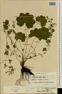 Alchemilla lindbergiana Juz., Eastern Europe, Middle Volga region (E8) (Russia)