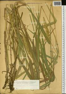 Phalaris arundinacea L., Siberia, Western Siberia (S1) (Russia)