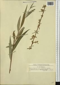 Salix babylonica L., Western Europe (EUR) (Romania)