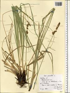 Carex paniculata L., Eastern Europe, Central forest-and-steppe region (E6) (Russia)