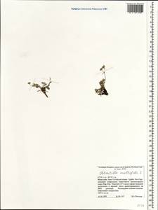 Potentilla multifida L., Mongolia (MONG) (Mongolia)