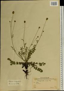 Poterium sanguisorba, Eastern Europe, West Ukrainian region (E13) (Ukraine)
