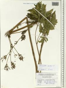 Chaerophyllum aureum L., Eastern Europe, Middle Volga region (E8) (Russia)