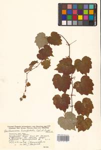 Parthenocissus tricuspidata (Siebold & Zucc.) Planch., Siberia, Russian Far East (S6) (Russia)