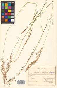 Agrostis stolonifera L., Siberia, Russian Far East (S6) (Russia)