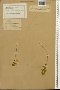 Medicago orbicularis (L.)Bartal., Caucasus (no precise locality) (K0)