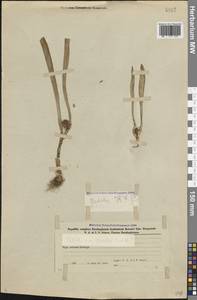 Colchicum szovitsii Fisch. & C.A.Mey., Caucasus, Azerbaijan (K6) (Azerbaijan)