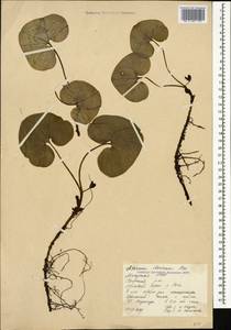 Asarum europaeum subsp. caucasicum (Duchartre) Soó, Caucasus, Abkhazia (K4a) (Abkhazia)