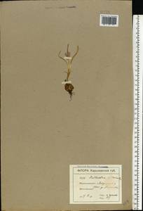 Colchicum bulbocodium subsp. versicolor (Ker Gawl.) K.Perss., Eastern Europe, North Ukrainian region (E11) (Ukraine)
