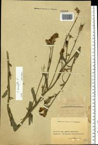 Campanula persicifolia L., Eastern Europe, South Ukrainian region (E12) (Ukraine)