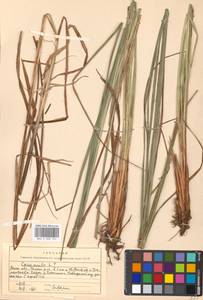 Carex acuta L., Eastern Europe, Moscow region (E4a) (Russia)