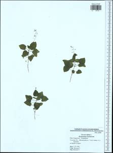 Circaea alpina L., Eastern Europe, Central region (E4) (Russia)