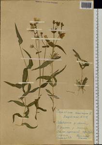 Dichodon maximum (L.) Á. Löve & D. Löve, Siberia, Yakutia (S5) (Russia)