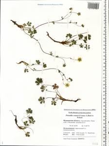 Potentilla crantzii (Crantz) Beck, Eastern Europe, Northern region (E1) (Russia)