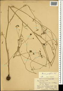 Bunium paucifolium DC., Caucasus, Armenia (K5) (Armenia)
