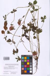 Trifolium pratense L., Eastern Europe, Central region (E4) (Russia)