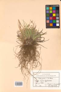 Carex jacens C.B.Clarke, Siberia, Russian Far East (S6) (Russia)