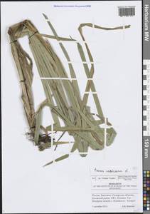 Carex vesicaria L., Eastern Europe, Middle Volga region (E8) (Russia)