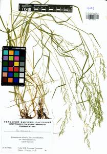 Poa trivialis L., Siberia, Altai & Sayany Mountains (S2) (Russia)