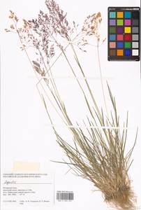 Agrostis, Siberia, Western Siberia (S1) (Russia)