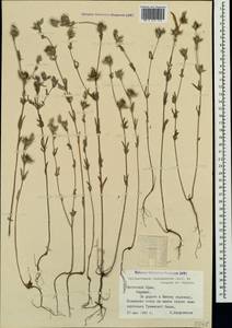 Helianthemum ledifolium subsp. lasiocarpum (Jacques & Herincq) Nyman, Crimea (KRYM) (Russia)