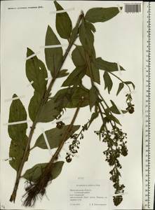 Scrophularia umbrosa Dumort., Eastern Europe, Volga-Kama region (E7) (Russia)
