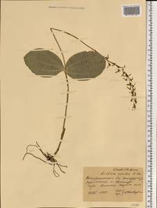 Neottia ovata (L.) Bluff & Fingerh., Eastern Europe, West Ukrainian region (E13) (Ukraine)
