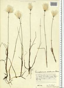Eriophorum medium Andersson, Eastern Europe, Northern region (E1) (Russia)