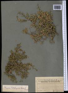 Thymus kotschyanus Boiss. & Hohen., Middle Asia, Western Tian Shan & Karatau (M3) (Kazakhstan)