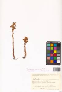 Orobanche cumana Wallr., Middle Asia, Caspian Ustyurt & Northern Aralia (M8) (Kazakhstan)