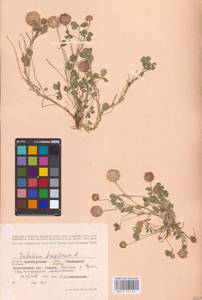 Trifolium fragiferum L., Eastern Europe, Eastern region (E10) (Russia)