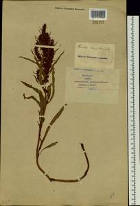 Rumex maritimus L., Siberia, Western Siberia (S1) (Russia)