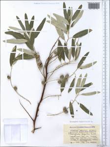 Elaeagnus angustifolia L., Crimea (KRYM) (Russia)