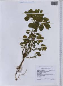 Euphorbia helioscopia L., Western Europe (EUR) (Spain)