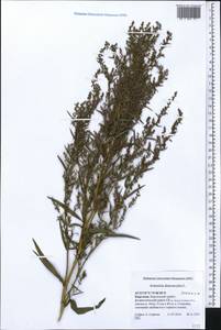Artemisia dracunculus L., Middle Asia, Northern & Central Tian Shan (M4) (Kyrgyzstan)