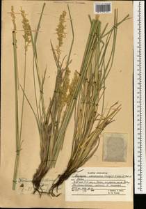Festuca karatavica (Bunge) B.Fedtsch., South Asia, South Asia (Asia outside ex-Soviet states and Mongolia) (ASIA) (Afghanistan)