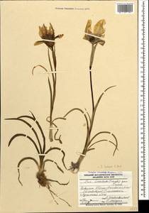 Iris acutiloba subsp. lineolata (Trautv.) B.Mathew & Wendelbo, Caucasus, Azerbaijan (K6) (Azerbaijan)