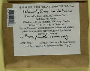 Echinophyllum sachalinense (Lindb.) T.J. O'Brien, Bryophytes, Bryophytes - Russian Far East (excl. Chukotka & Kamchatka) (B20) (Russia)
