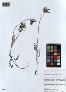 KUZ 001 466, Astragalus ceratoides M. Bieb., Siberia, Altai & Sayany Mountains (S2) (Russia)