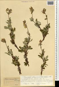 Farinopsis salesoviana (Steph.) Chrtek & Soják, Mongolia (MONG) (Mongolia)