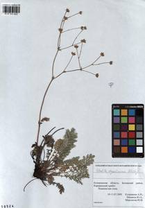 Potentilla sericea L., Siberia, Altai & Sayany Mountains (S2) (Russia)