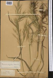 Bromus oxyodon Schrenk, Middle Asia, Northern & Central Tian Shan (M4) (Kazakhstan)